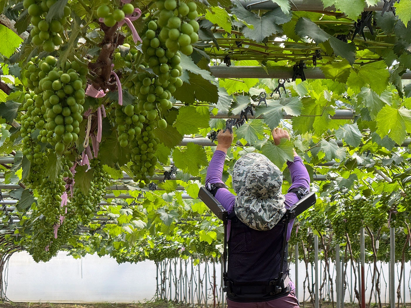 Hyundai Motor y Kia amplían el uso de robots  portátiles en la agricultura con la Administración de Desarrollo Rural de Corea